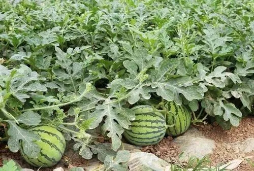 ���ϵ�������c(di��n)��ʲô��ʩ�ʼ�������Щ��