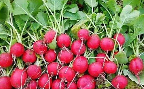 �����}��Ҫ�@�Ã�(y��u)�|(zh��)�߮a(ch��n)�������a(ch��n)��Ҫ���c(di��n)�����@4�c(di��n)