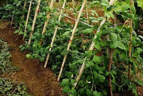 ���ﶹ������Щʩ�����c��ʩ�ʷ�����ʲô��