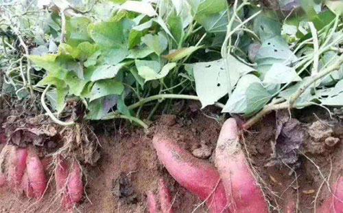 �t�탞�|�߮a���������P�I����ǰ��ע�⣬�Ժ��[����