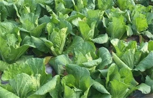 �紺�ײ�ԓ��ηNֲ���ײ˷Nֲ���g��