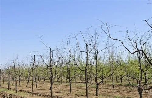 ����Nֲ��Ν�ˮʩ�ʣ�����Nֲ���g