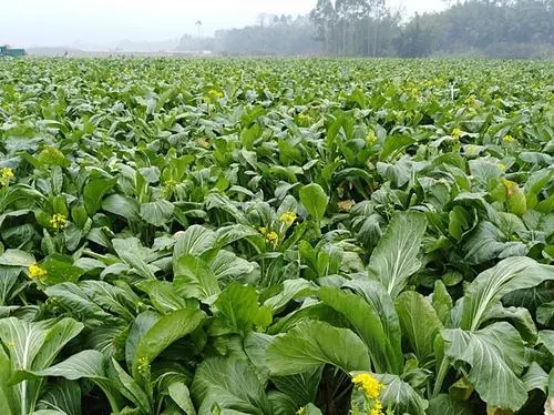 ������ηNֲ�����ķNֲ��(y��ng)ע����Щ���}��