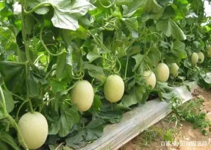 ��ϷNֲԓ���ʩ�ʣ����ʩ��Ҫ�c��