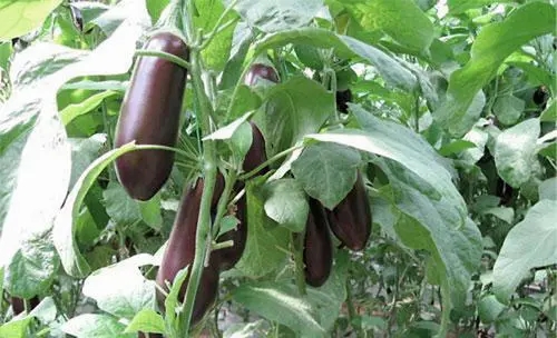 ����ԓ���ʩ�ʣ�����ʩ��ԓע��ʲô��