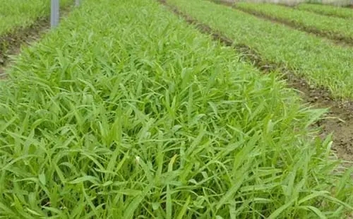 ���Ĳ˷Nֲԓ���ʩ�ʣ���Ҫע��ʲô��