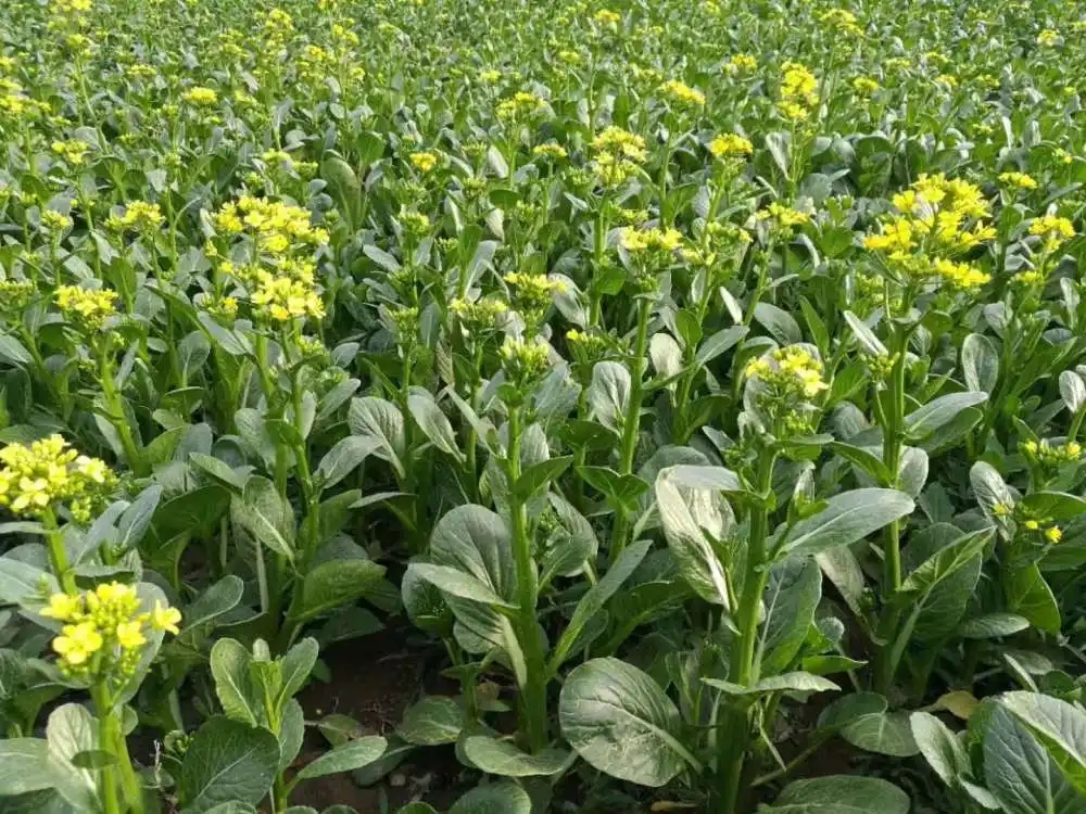 ������ηNֲ?����Щʩ�ʷ�����ע����헣�