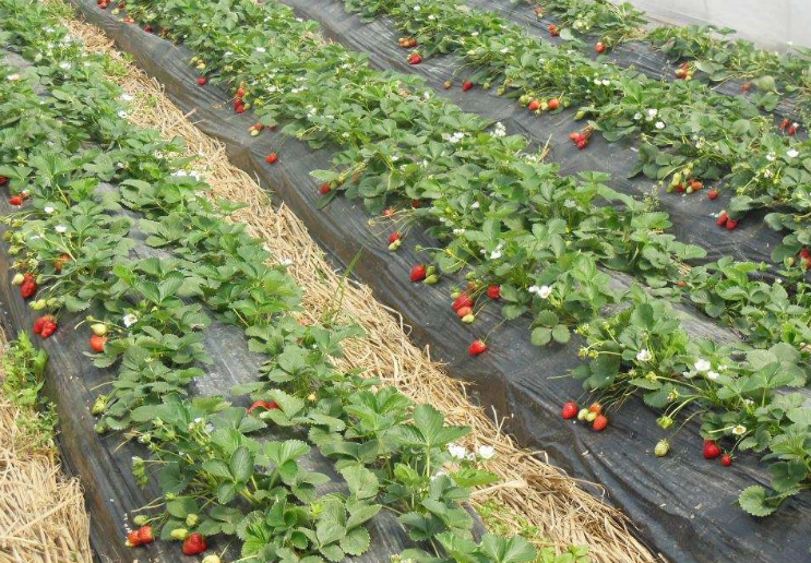 ��ݮ�Nֲ��Ν�ˮ����ݮ�Nֲ�������g(sh��)��