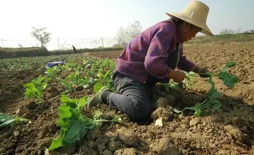 �Ͳ������ʩ�ʵģ��Ͳ˵�ʩ�ʷ�����ʲô��