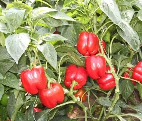 �����ʩ�ʣ���ˮ����ι�����