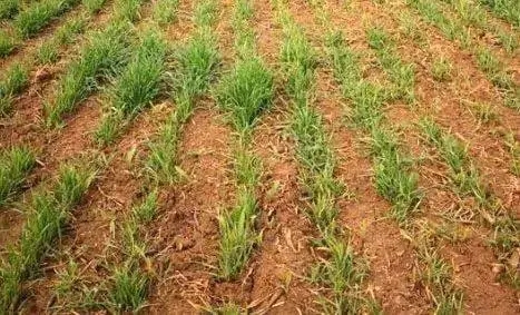 С�����L(zh��ng)��ʲôԭ������Щ����������