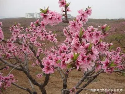 �Ҙ仨���ܝ�ˮ�᣿�Ҙ仨��ԓ��Ν�ˮ��