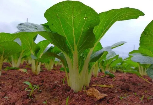 �ײ����ʩ�ʣ��Nֲ�ײ�ʩ�ʷ�����ʲô��