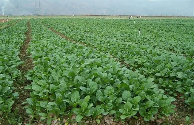 ����ʩ�ʷ�����ʲô������Щע�������