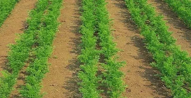 ���}���Nֲ������g��ģ����}���Nֲ���g��