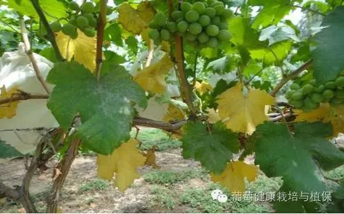 ���Ѳ��Y(ji��)��ԭ����ʲô������Щ��Q������