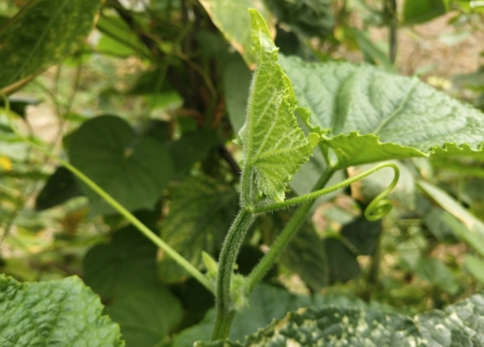 �S��ȱ���ԭ������Щ����η��Σ�