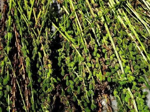 ֥�鲻ͬ���L�ڵ����Ҏ�ɣ�֥��߮aʩ�ʼ��g��