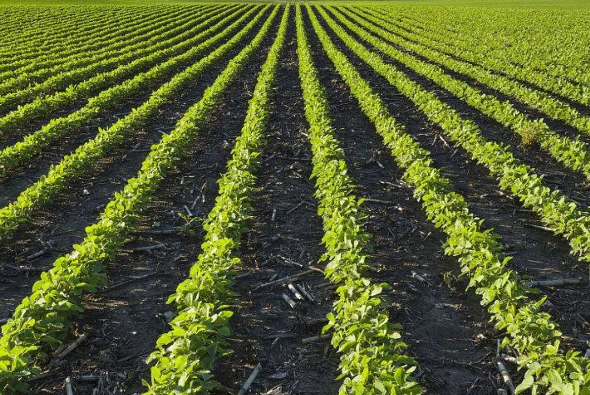 ���f�����ʩ���󶹌��f�ʵ��������c��ʲô��