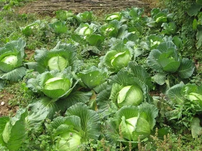 �Y����{ʩ�����c��ʲô��ԓ���ʩ�ʣ�