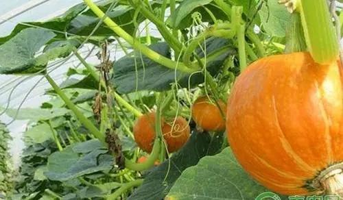 �Ϲ����ʩ�ʣ��Ϲ�ʩ��ԓע����Щ���}��