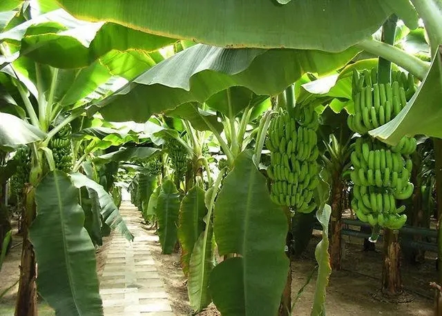 �㽶���ʹ����ʣ��㽶��ʵ����c��ʲô��