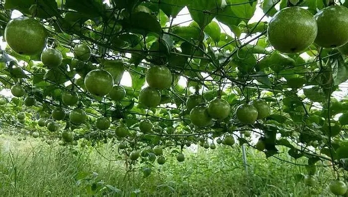 ��������ڶ��L(zh��ng)�r(sh��)�g��������Nֲ���g(sh��)��