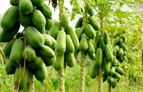 ľ�ϻ������ʩ����ľ�ϷNֲ���g��