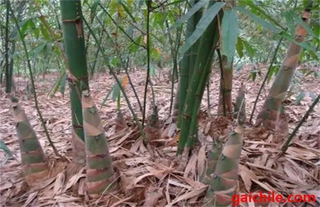 ��S����ηNֲ�ģ���S�NֲҪ�c��