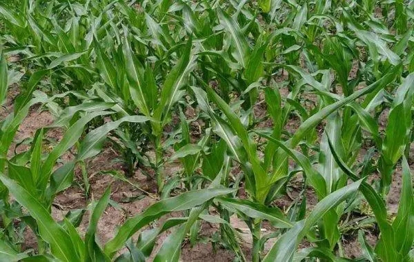 ����ȱ�ʰY����ʲô����γC������ȱ�ʣ�