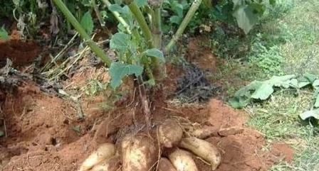 ѩɏ����ηNֲ��ѩɏ���Nֲ������ʲô��