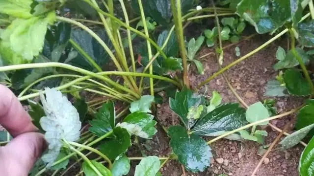 ��ݮ����ԓ��ô�k��ԓ��δ��Ʋ�ݮ���ߣ�