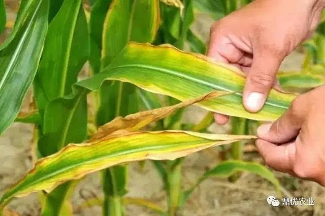 ����ȱ�ʰY����F��ʲô��ԓ��γC����