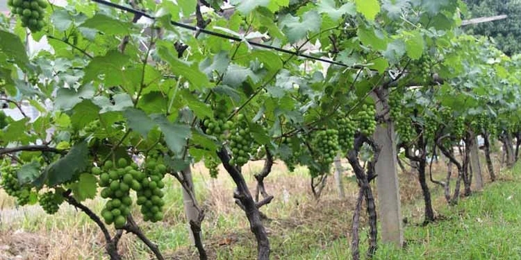 �������ʩ�ʣ�����ʩ������Щע����헣�