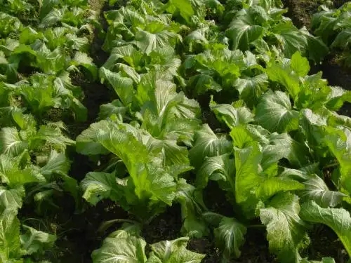 �����ѹ������A������������ɣ�