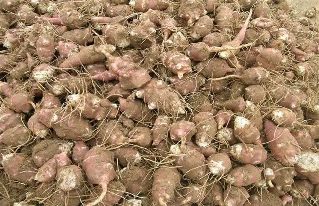 ��ԓ��ηNֲ���󽪷Nֲ������ʲô��