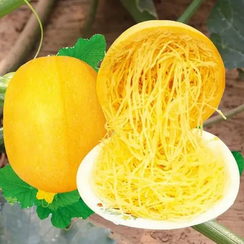 ��z����ô�Nֲ���Nֲ������ʲô��