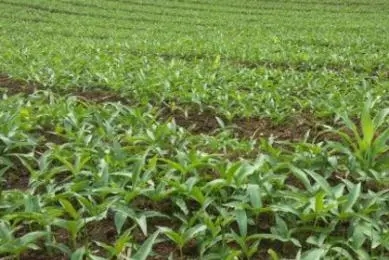 �ͺϷʷ�Ч�ܳ��m��ã�ʩ�ÏͺϷ�ע����Щ���}��