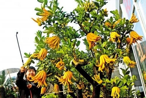 ���ַNֲ�����׷�ʣ�����׷�ʷ�����ʲô��