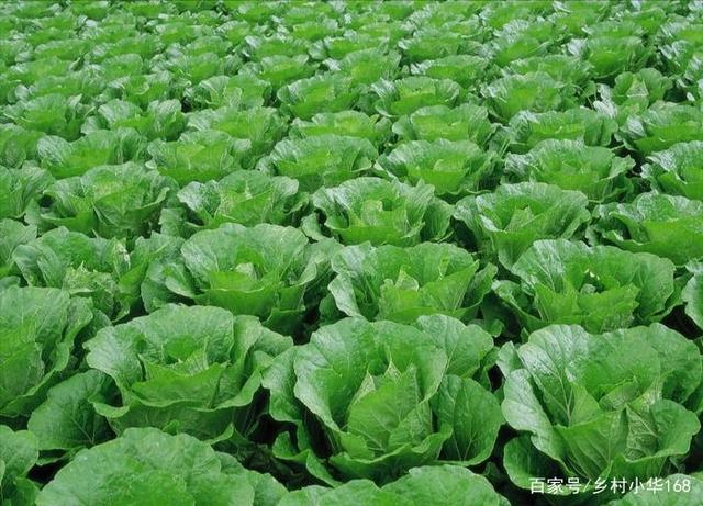 ��ײ˷Nֲ���ʩ�ʣ���ײ�ʩ����Ҫע��ʲô��