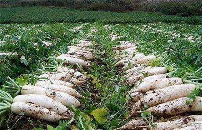 �}�����Ҏ����ʲô���}�������ʩ�ʸ߮a��