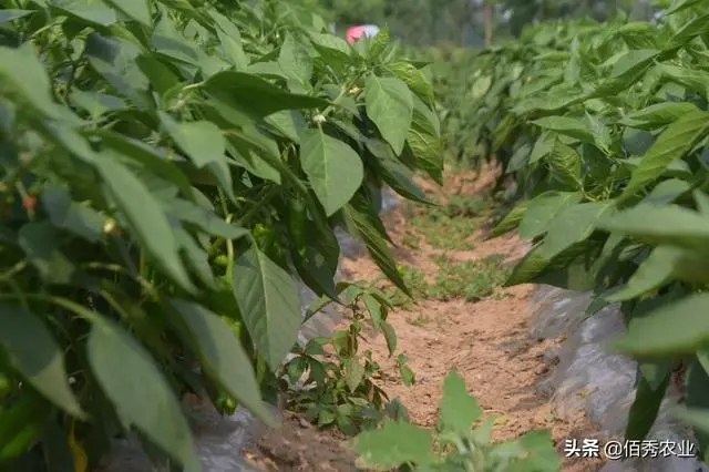 ���裡�����𽷽Y����ȱ�V������η��Σ�