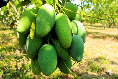 â�����պ�ԓ��ι�����â���Nֲ���g(sh��)��