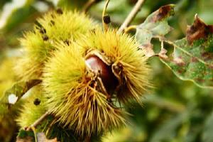 �F����ηNֲ���Nֲ������ʲô��