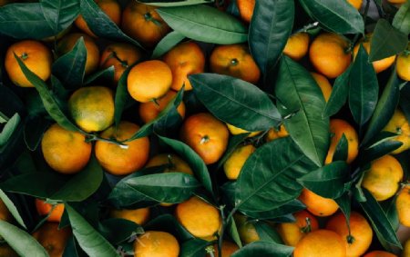 ���Ә������M(j��n)�з�ˮ���������Ә�Nֲ��