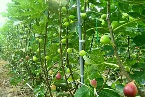 ����ʩ�ʷ�����ʲô������ʩ�ʹ������g��