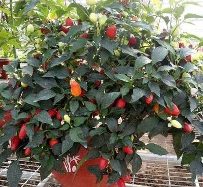 ��ʽ������ʩ�ʵģ���ʽ�ʩ�ʼ��g��