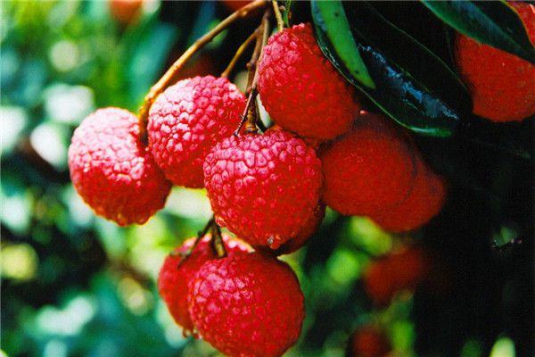 ��֦��ժ�����ʩ����ʩ�ʷ�����ʲô��