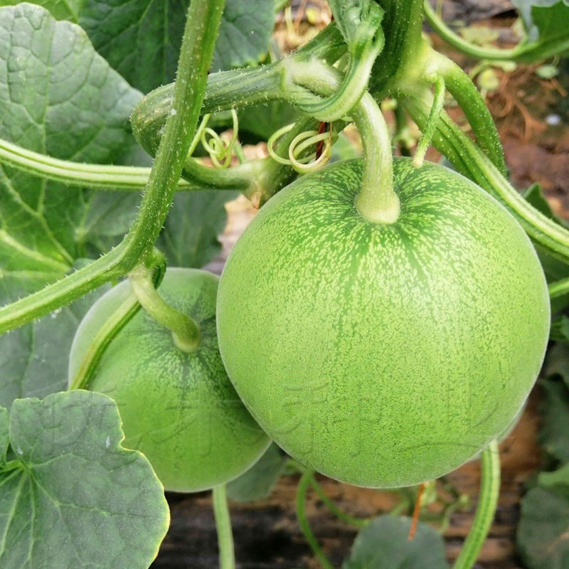 ��������ʩ�ʵģ����ʩ�������g��