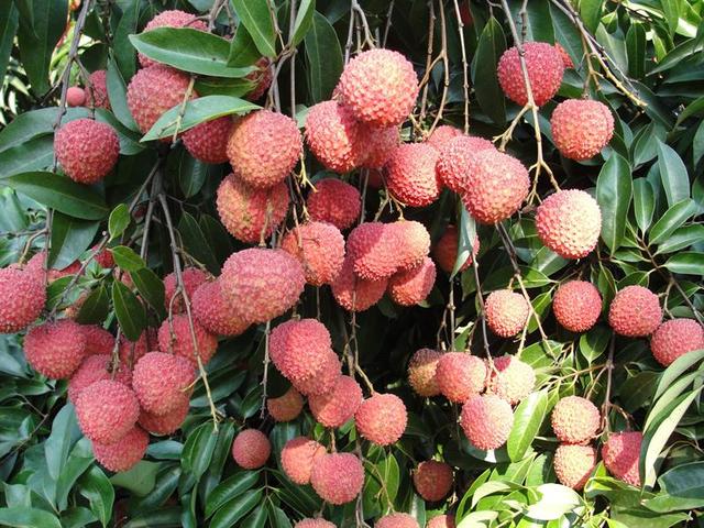 ��֦�ڲ�ͬ���L�����ʩ�ʣ� ��֦ʩ�ʹ�����